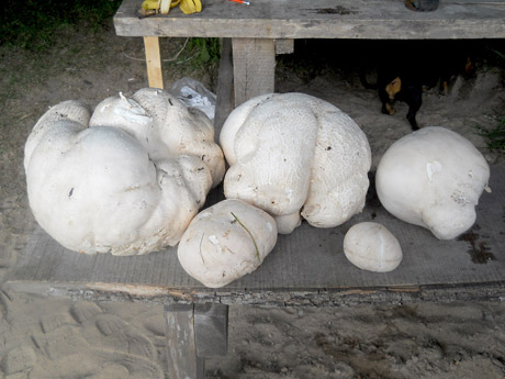 Skaitytojai rado didžiųjų kukurdvelkių