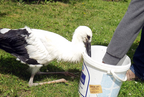 Gamtos mylėtojas rado vietos sužeistam gandriukui Gamtos mylėtojas rado vietos sužeistam gandriukui