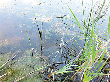 Naftos produktais užteršta kūdra