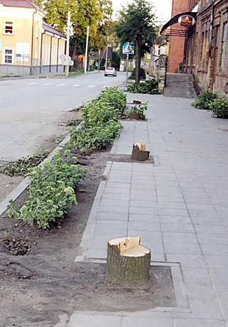 Žagarės centre naikinami medžiai Žagarės centre naikinami medžiai
