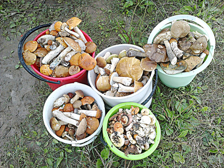 D. Vai­tie­kū­nie­nės grybai