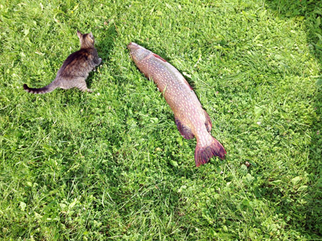 Žvejui užkibo rekordinė lydeka