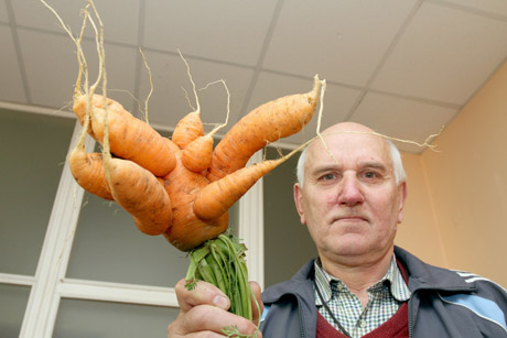 Šiauliečio morkai nėra lygių