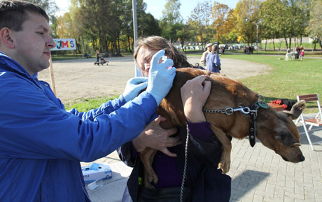 Prie Talkšos rinkosi gyvūnai ir jų šeimininkai