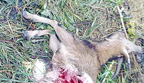 Vilkai papjovė dvi ožkas Vilkai papjovė dvi ožkas