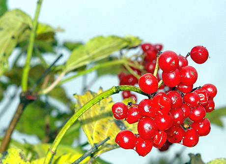 Ar jau nu­kir­tai sa­vą­jį PU­TI­NĄ?