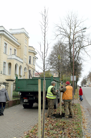 Sodinamos mažalapės liepos