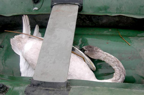 Išgelbėtas gulbės jauniklis