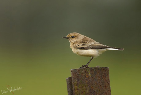 Margasis kūltupys – nauja paukščių rūšis Lietuvoje