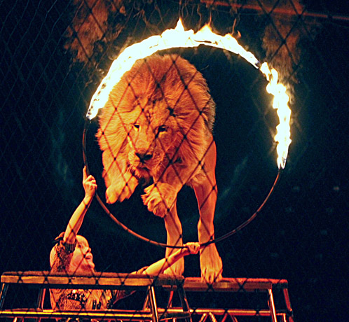 Užpultas dresuotojas kišo galvą į liūto nasrus