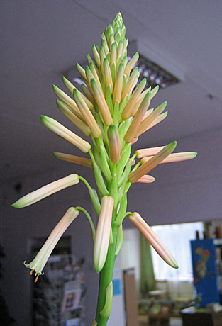 Alavijas su­kro­vė du žie­dy­nus