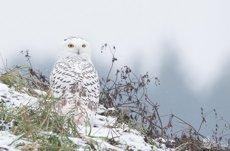 Baltoji pelėda atnešė prizą