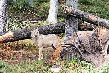 Kelmės miškuose laksto tik 25 vilkai Kelmės miškuose laksto tik 25 vilkai