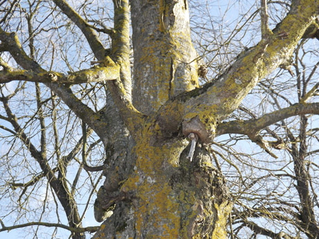 Storiausias šermukšnis auga Žagarėje