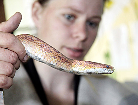 Daugiabučio kieme aplinkosaugininkai sugavo didžiulę gyvatę