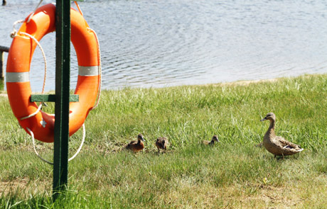 Paplūdimiuose trūksta tik poilsiautojų