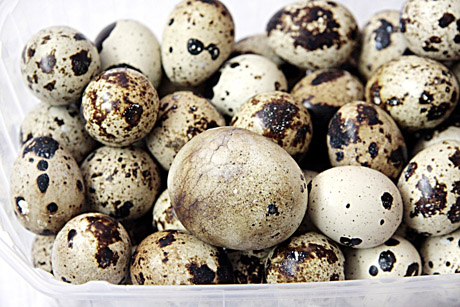 Balkone augančios putpelės nustebino rekordu Balkone augančios putpelės nustebino rekordu