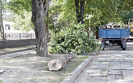 Kertami medžiai užgavo miestiečių širdis