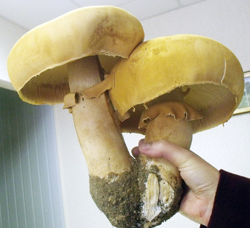 Nematyti gry­bai nu­ste­bi­no dy­džiu