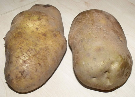 Jovarietę pradžiugino didžiulė cukinija