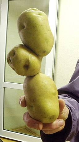 Bulvė „trys viename“ Bulvė „trys viename“