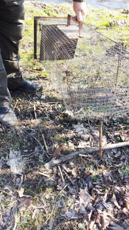 Brakonierių išdavė spąstai Brakonierių išdavė spąstai