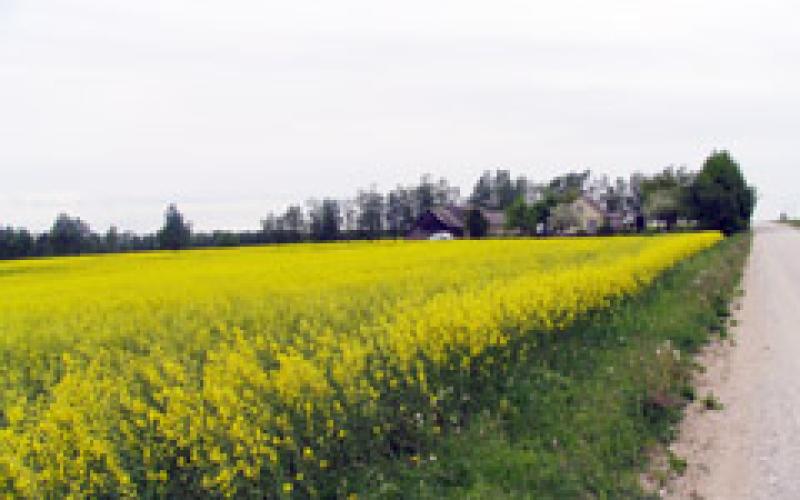 Ant ūkininkų gula žiemos padaryti nuostoliai | Šiaulių kraštas