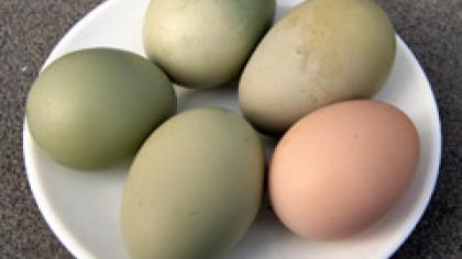 Žali kiaušiniai pasklido iš Joniškio pusės