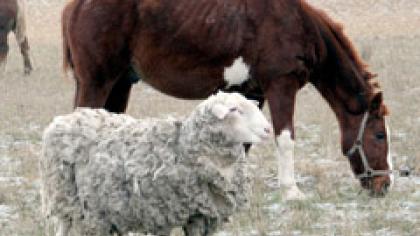 Arklys ir avinas blaškosi po kaimą
