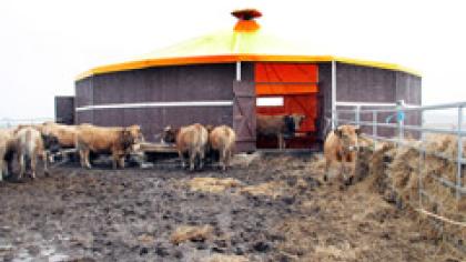 Karvės po cirko kupolu