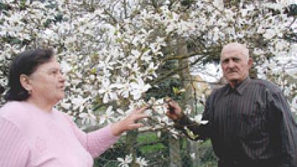 Optimizmas skleidžiasi su magnolijos žiedais