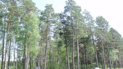 Miško parkui tebereikia visuomenės pagalbos