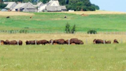 Miestas grasina bizonų ūkiui