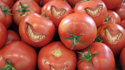 Pomidorai su žuvies genu —  tik pradžia