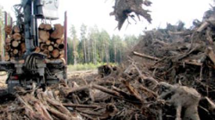 Namams šildyti praverstų ir kelmai