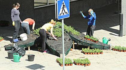 Prie universiteto „išaugo“ gėlė