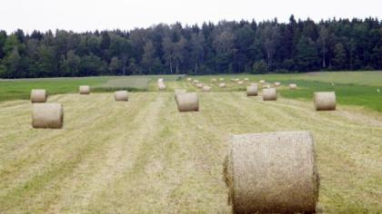 Šienapjūtė. Ūkininkus apgaudinėja sinoptikai