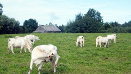 Gyvulių supirkėjai mulkina ūkininkus