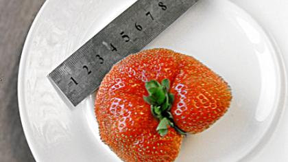 Užderėjo milžiniška braškė