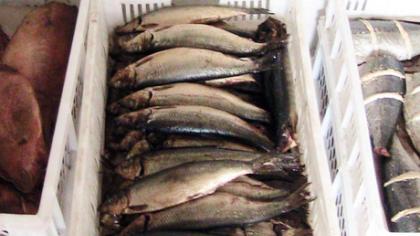 Šim­tai to­nų žu­vies par­duo­ta ne­le­ga­liai