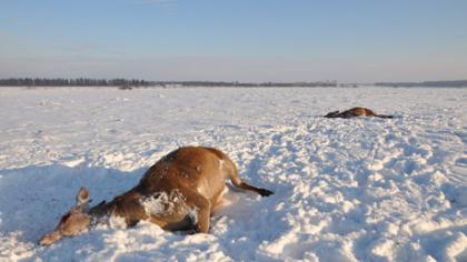 Elnių skerdynių byla tęsiasi