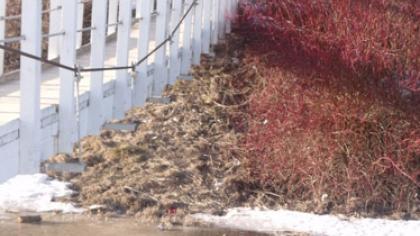 Miestas kenčia nuo chuliganų