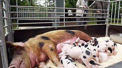 Lankytojus stebino kiaulės su karoliukais