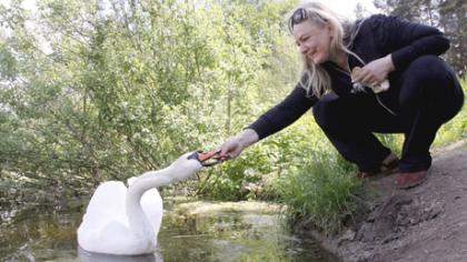 Gulbė parūpo valgytojams, bet ne gelbėtojams