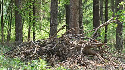 Dengtilčio pušynas – ne Vingio parkas