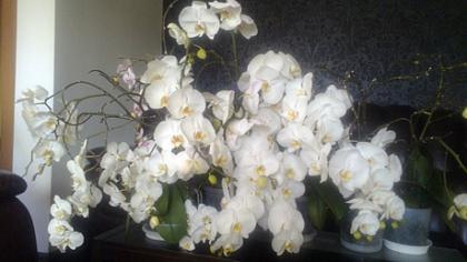 Orchidėjos veši ir nelepinamos