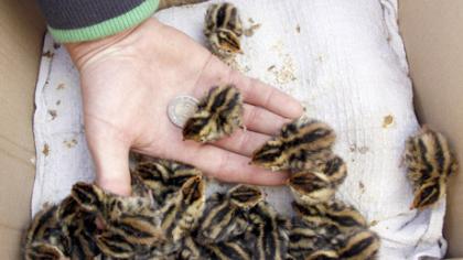 „Užsikrėtę“ naminių paukščių virusu