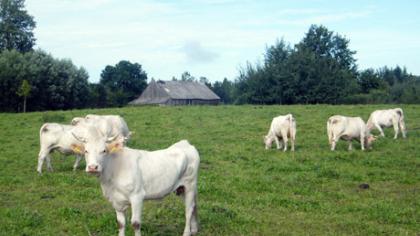 Veterinarijos gydytojai nenori į kaimą