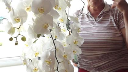 103 orchidėjos žiedai