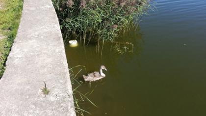 Gulbės atstumtą gulbiuką išgelbėjo žmonės